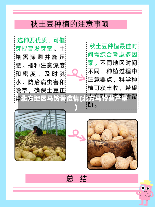 北方地区马铃薯疫情(北方马铃薯产量)-第1张图片